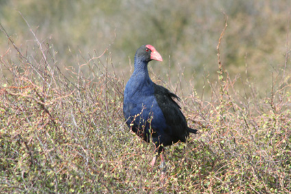 Ｐ１２-０２７Ｆ