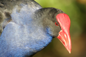 Ｐ４２-００８Ｆ