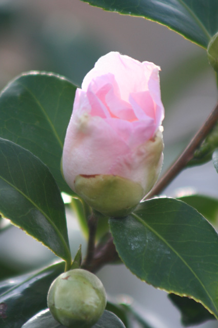 Ｐ６７-００２Ｆ