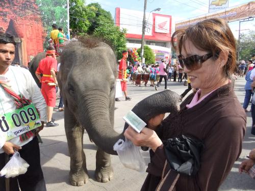 象のフィーディングで触合いも