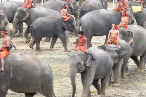 スタジアムに次々と象が入場