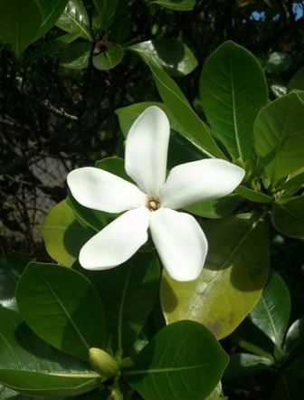 タヒチの花 ティアレ タヒチ トーホートラベル 特派員ブログ トラベルコ