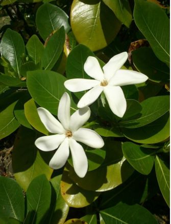 タヒチの花 ティアレ タヒチ トーホートラベルさんの旅行ブログ トラベルコ