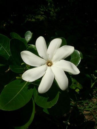 タヒチの花 ティアレ タヒチ トーホートラベルさんの旅行ブログ トラベルコ