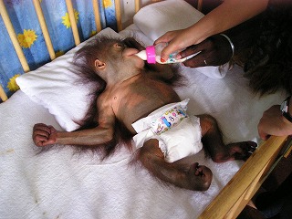 オランウータン保護センター2