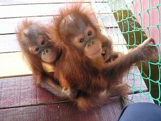 オランウータン保護センター3