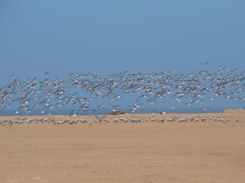 砂漠を舞う海鳥?