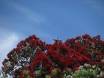 pohutukawa