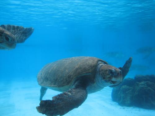 ウミガメ館