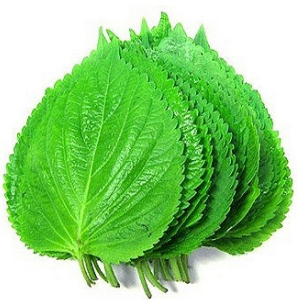 shiso
