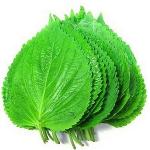 shiso