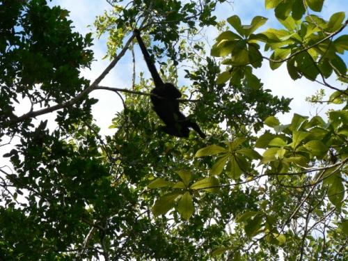 モンキーショウ2