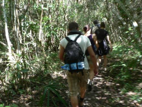 ジャングルを行く