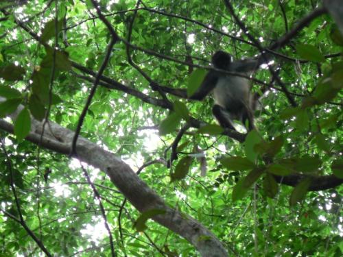 モンキーショウ