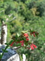 遺跡に咲く花