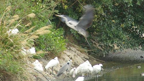 アオサギ飛んだ