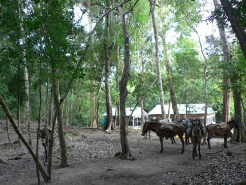 荷物を運んでくれたロバたち