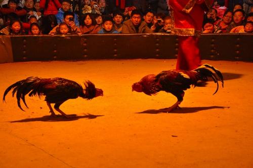闘鶏2