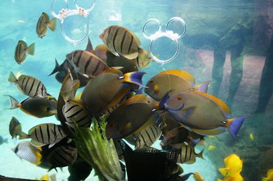 アウラニ・ディズニー・リゾート