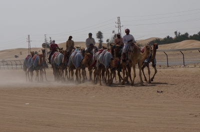 バブアル：ラクダ群れ