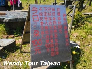 「カラー」(海芋)が見頃です2