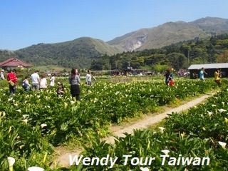 「カラー」(海芋)が見頃です3