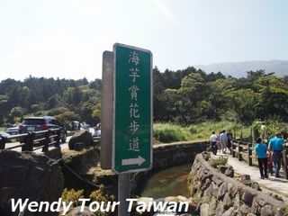 「カラー」(海芋)が見頃です4