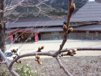 ４月１日サクラ情報?