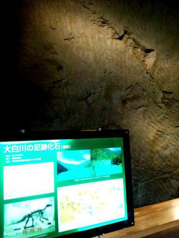 イグアノ ドンの足跡化石レプリカ