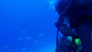 サイパンダイビング