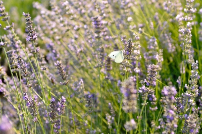 ラベンダー1
