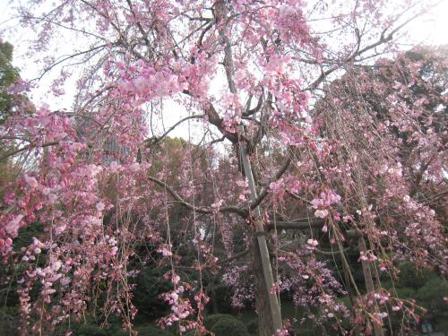 しだれ桜