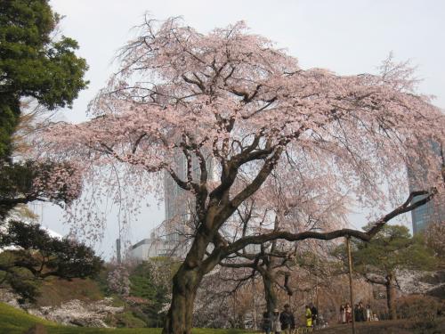 桜