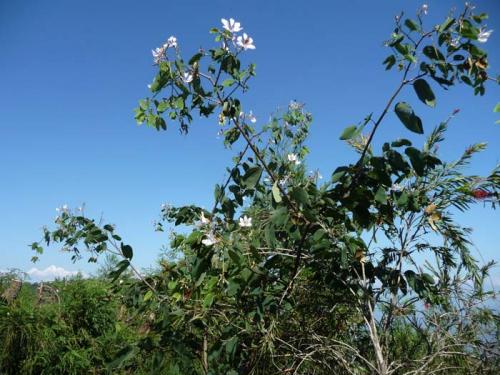 コイララのアチャル１