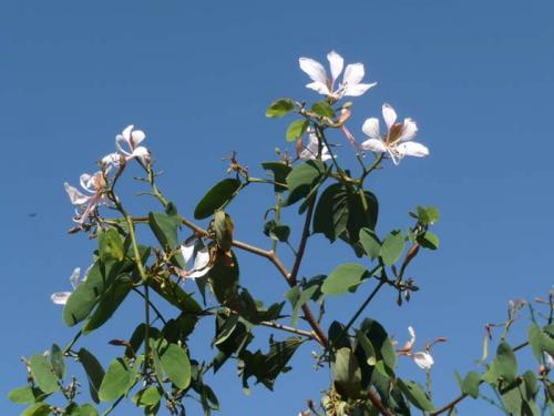 コイララのアチャル２