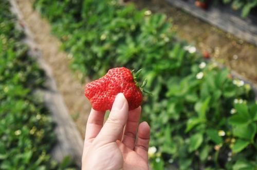イチゴ狩り３