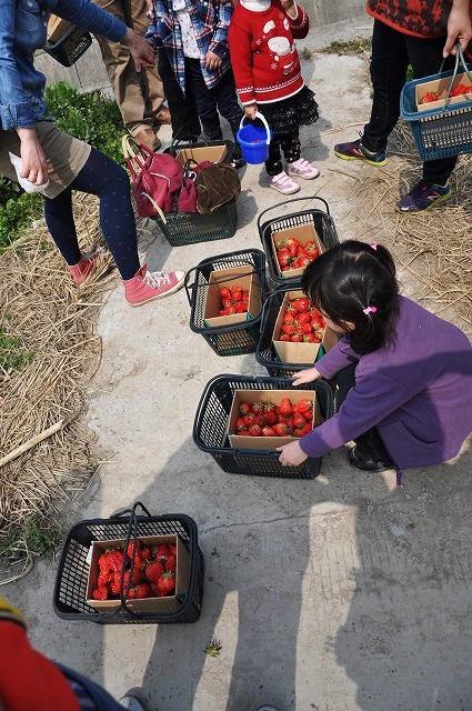 イチゴ狩り４