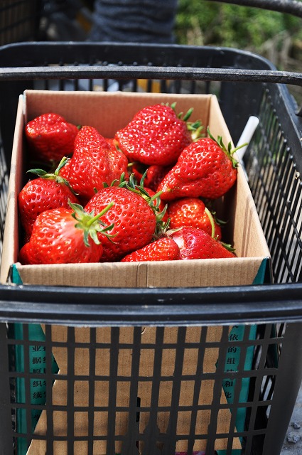 イチゴ狩り５