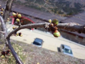 大白川温泉 しらみずの湯 サクラ状況?