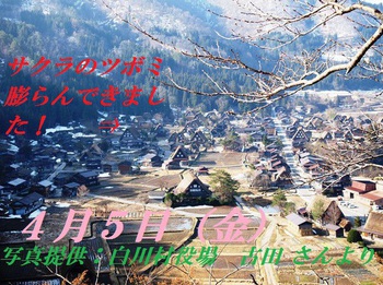 白川郷 天守閣展望台の桜 情報 ４月５日