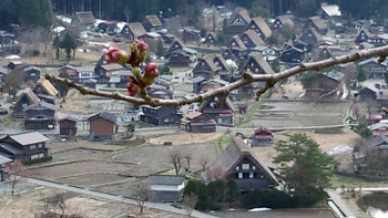 白川郷 天守閣展望台 サクラ開花情報?