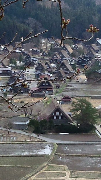 天守閣展望台 サクラ開花状況?