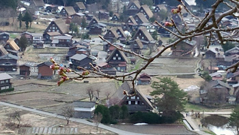 白川郷 天守閣展望台 サクラ開花情報?