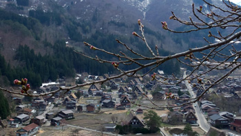 白川郷 天守閣展望台 サクラ開花情報?