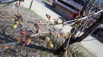 ４月１３日 大白川温泉 しらみずの湯 サ