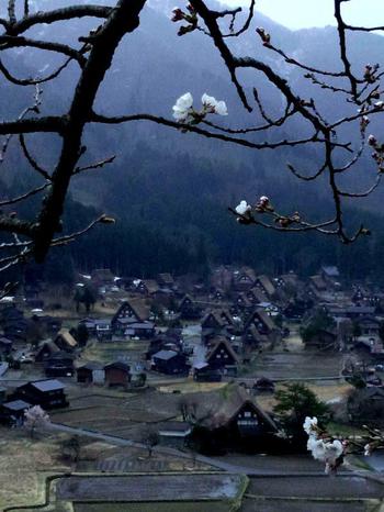 白川郷 天守閣展望台 サクラ 昨日夕方