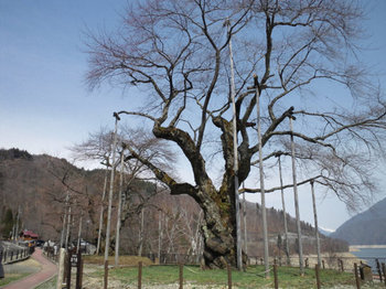 白川郷 天守閣展望台 サクラ 昨日夕方