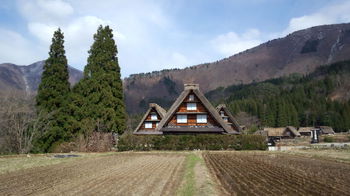 白川郷 サクラ開花してきました咲いてる所