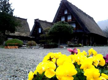 かん町 附近 春花?