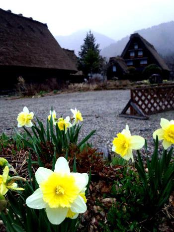 かん町 附近 春花?